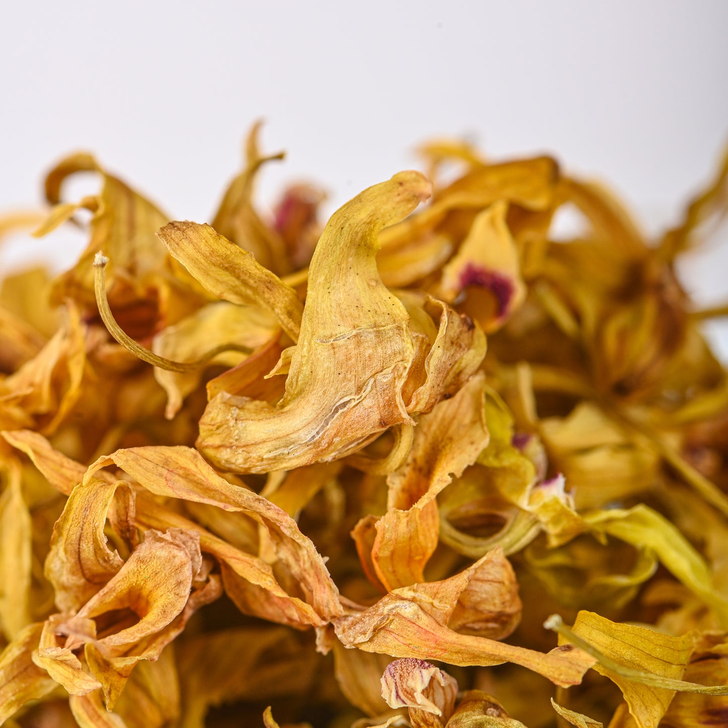 Dendrobium Flower